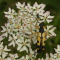 Cow Parsley