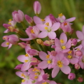 Common Centaury