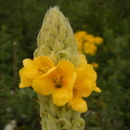 Great Mullein