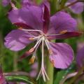 Rosebay Willowherb