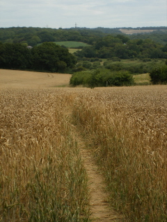 Wheat field