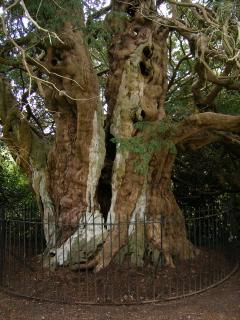 Crowhurst churchyard