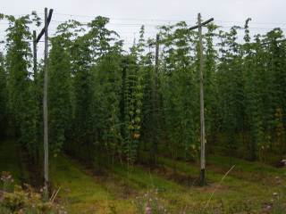hop Garden