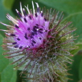 Lesser Burdock