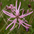 Ragged Robin