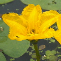 Fringed Water-Lily