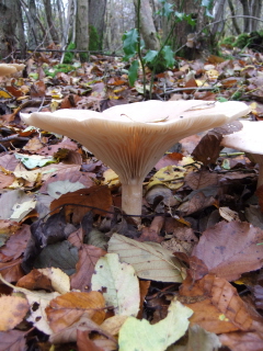 Fungus