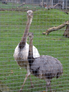 Rheas