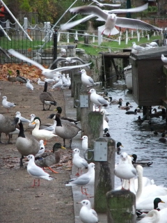 Birds