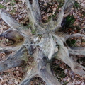 Tree roots