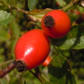 Dog Rose (hips)