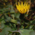 Smooth Sow-Thistle