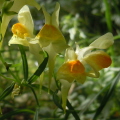 Toadflax
