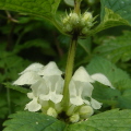 White Dead-Nettle