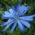 Chicory