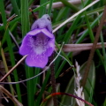 Common Butterwort
