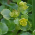 Opposite-leaved Golden Saxifrage