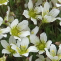 Mossy Saxifrage
