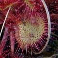 Common Sundew
