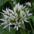 Ramsons