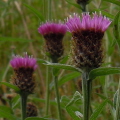 Black Knapweed
