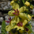 Dark Mullein