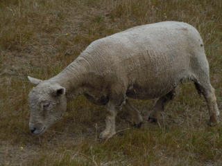Southdown sheep