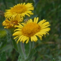 Common Fleabane