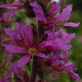 Purple Loosestrife