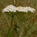 Yarrow