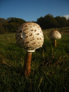 Toadstools