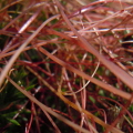 Common Dodder