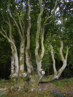 Beech tree
