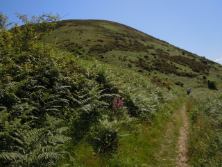 Bossington Hill