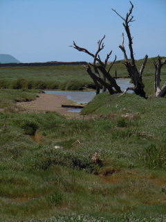 Salt marsh