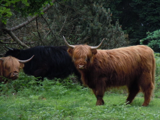Cattle