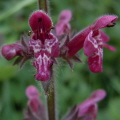 Hedge Woundwort