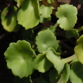 Pennywort (Navelwort)