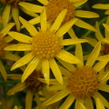 Ragwort