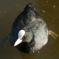 Coot