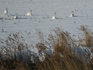 Swans