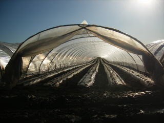 Polytunnel