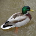 Mallard