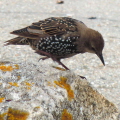 Starling