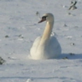 Swan