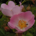 Dog Rose