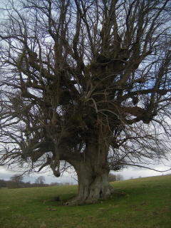 Oak tree