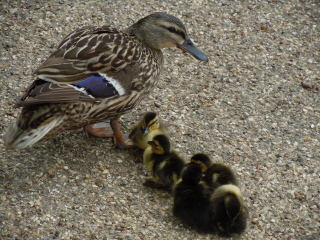 Duck and ducklings