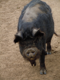 Pig