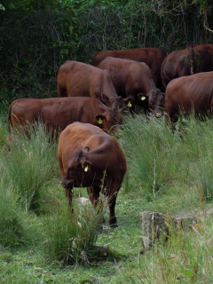 Bullocks